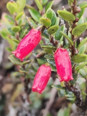 Disterigma empetrifolium (Disterigma empetrifolium)