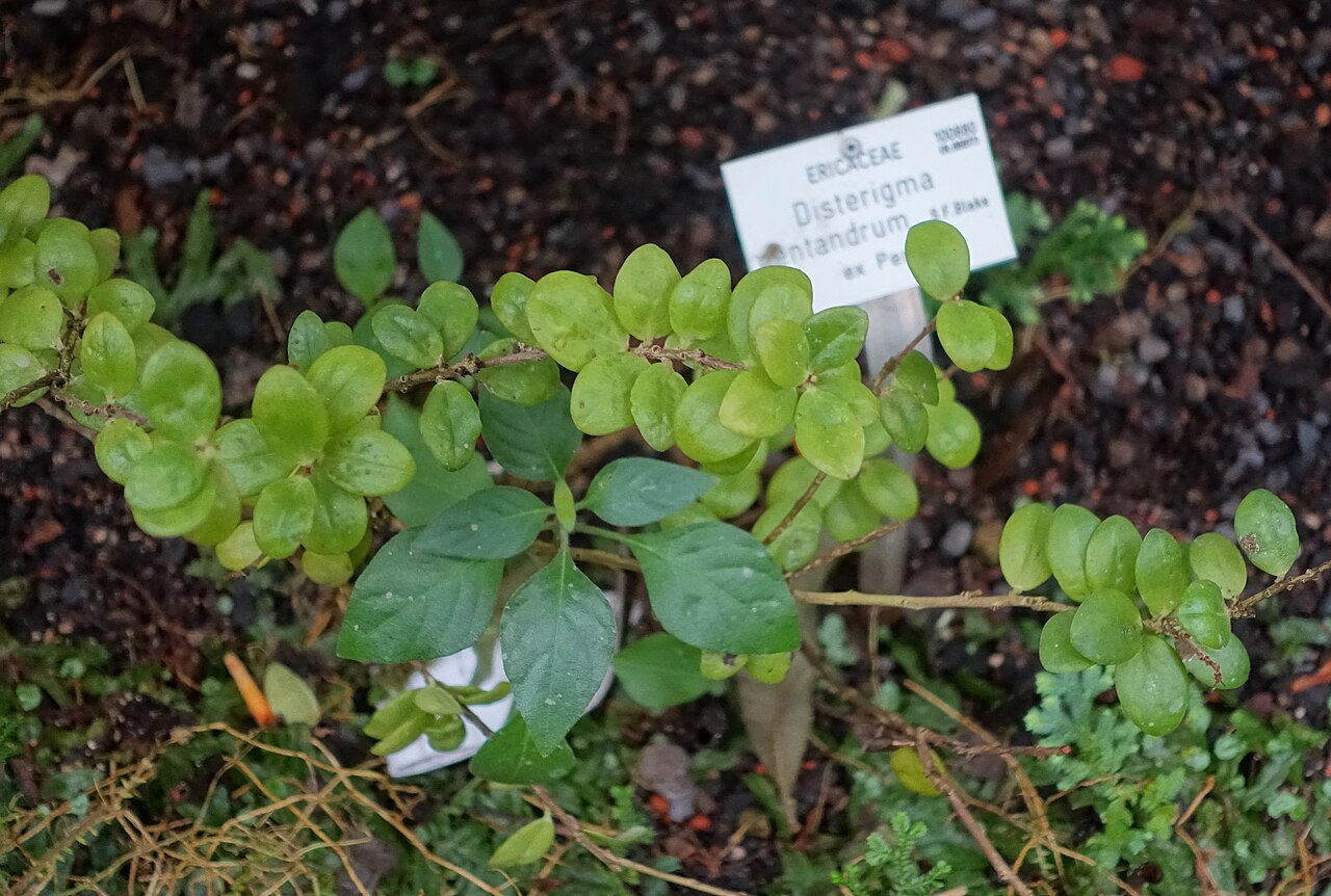 Disterigma pentandrum: Botanical specimen in the Botanischer Garten - Heidelberg, Germany.