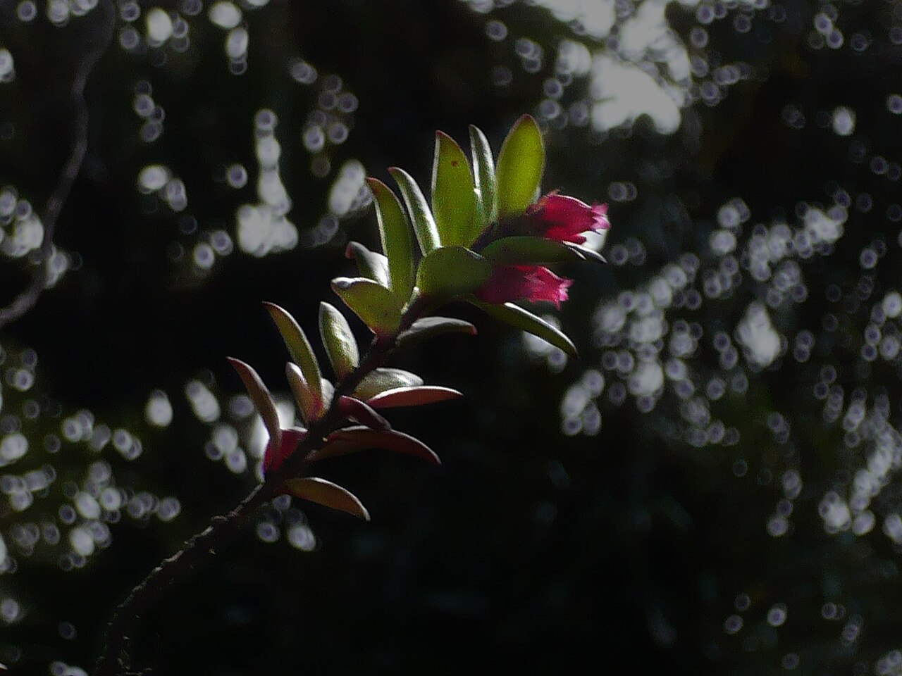 Disterigma pentandrum: Cajanuma, Ecuador