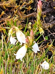 Disterigma pernettyoides (Disterigma pernettyoides)