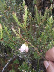 Disterigma pernettyoides (Disterigma pernettyoides)