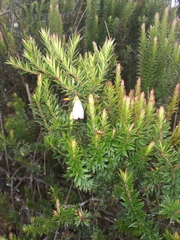 Disterigma pernettyoides (Disterigma pernettyoides)