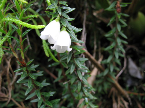 Disterigma pernettyoides (Disterigma pernettyoides)