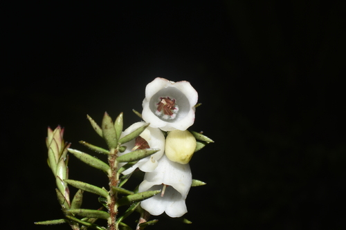 Disterigma pernettyoides (Disterigma pernettyoides)