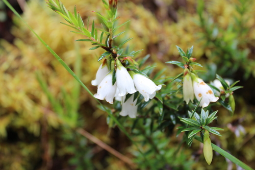 Disterigma pernettyoides (Disterigma pernettyoides)