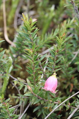Disterigma pernettyoides (Disterigma pernettyoides)