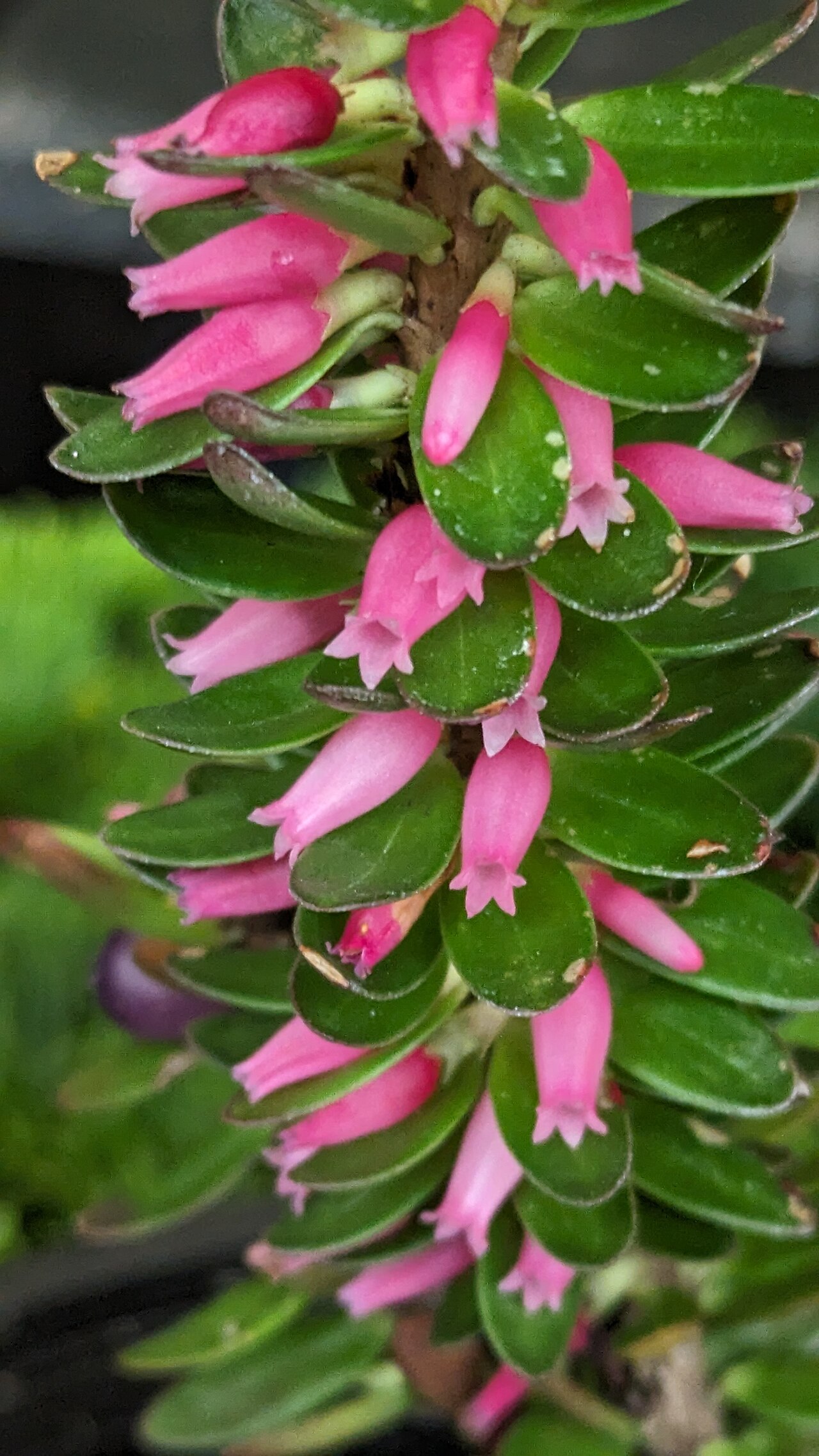 Disterigma rimbachii: Disterigma rimbachii