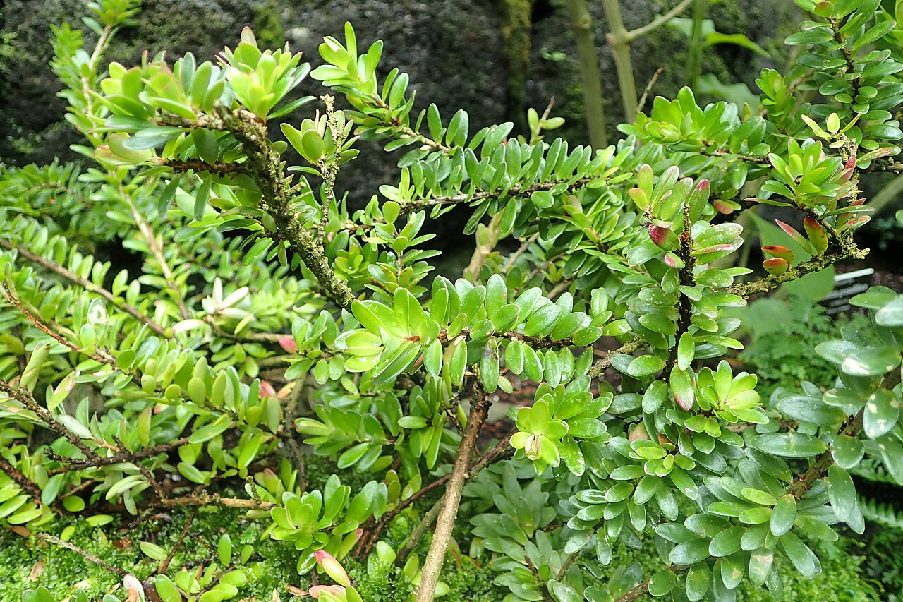 Disterigma rimbachii: Disterigma rimbachii at the New York Botanical Garden