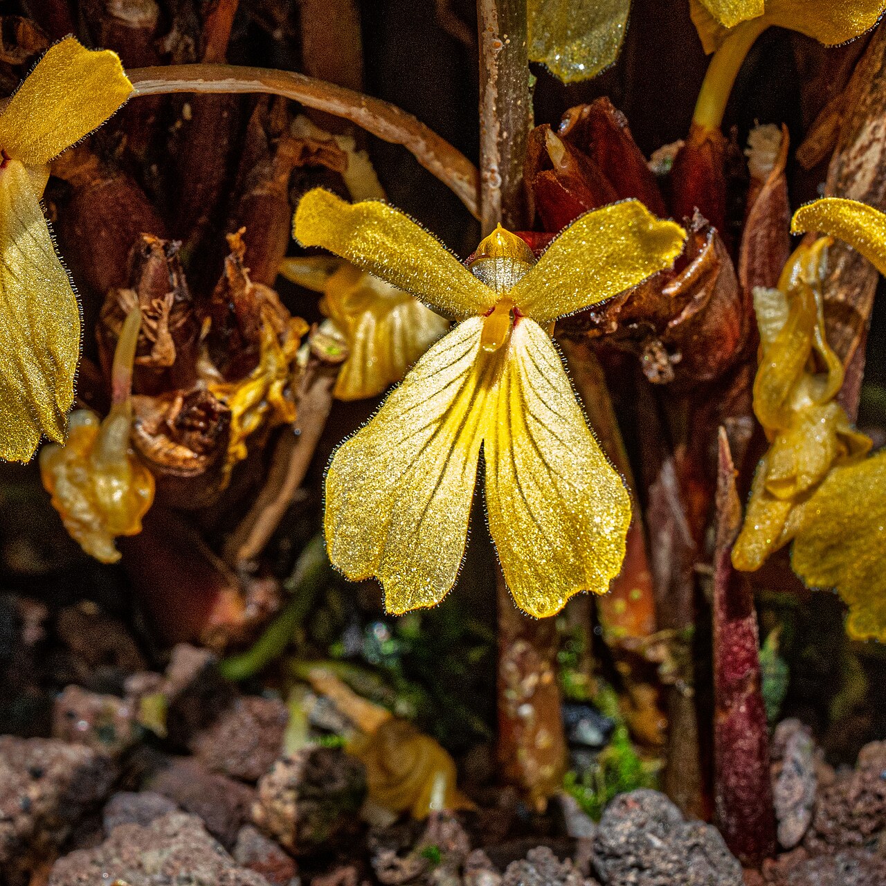 Distichochlamys citrea: Distichochlamys citrea im Botanischen Garten München