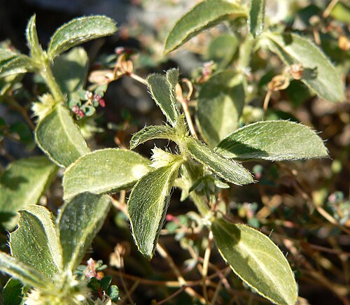 California silverbush