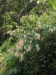 Dobinea vulgaris (Dobinea vulgaris)