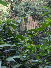 Dobinea vulgaris (Dobinea vulgaris)