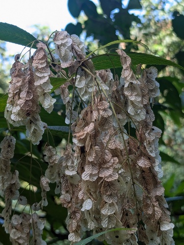 Dobinea vulgaris (Dobinea vulgaris)