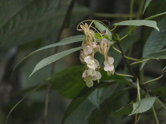 Dobinea vulgaris (Dobinea vulgaris)