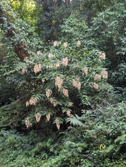 Dobinea vulgaris (Dobinea vulgaris)