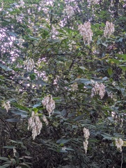 Dobinea vulgaris (Dobinea vulgaris)