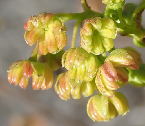 Florida hopbush