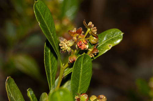 Florida hopbush (Dodonaea viscosa)