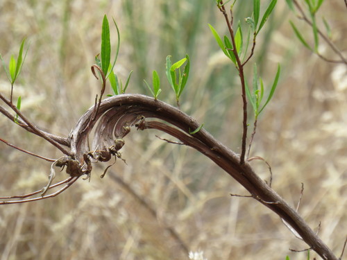 Florida hopbush (Dodonaea viscosa)