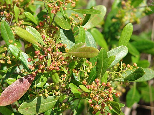 Florida hopbush: Dodonaea viscosa (male flowers). Location: Maui, Kanaio