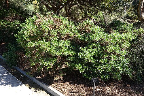 Florida hopbush: Botanical specimen in the Jardín Botánico de Barcelona - Barcelona, Spain.