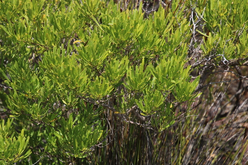 Florida hopbush (Dodonaea viscosa)