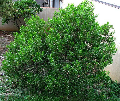 Florida hopbush: ʻAʻaliʻi or Hawaiian hopseed bush Sapindaceae Indigenous to the Hawaiian Islands Oʻahu (Cultivated) NPH00014 nativeplants.hawaii.edu/plant/view/Dodonaea_viscosa