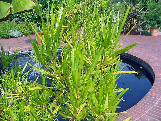 Florida hopbush: Location taken: the National Arboretum, Washington DC. Names: Dodonaea viscosa Royen ex Blume, Aalii, ake, Ake rautangi, Akeake, Akerautangi, Bois de reinette, 