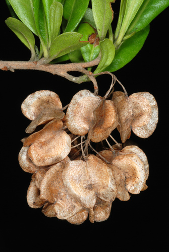 Florida hopbush (Dodonaea viscosa)