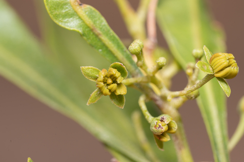 Florida hopbush (Dodonaea viscosa)