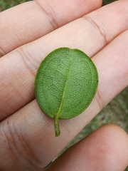Doerpfeldia cubensis (Doerpfeldia cubensis)