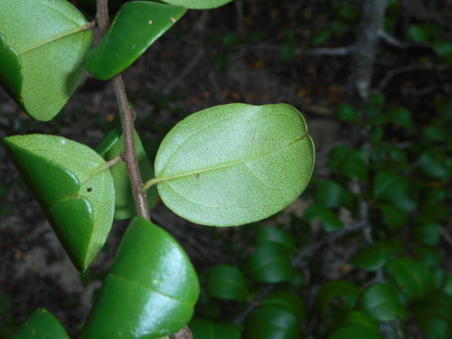 Doerpfeldia cubensis (Doerpfeldia cubensis)