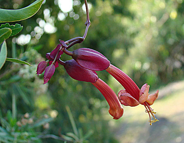 Dolichandra cynanchoides: Known as Sach Huasca, from Juyjuy Provinice, Argentina. In context at www.dixpix.ca/sth_cordillera/flora/bignonia/index.html