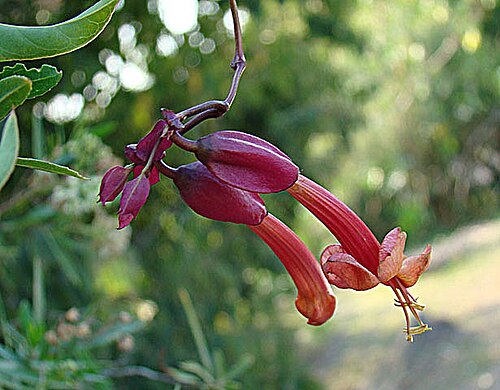 Dolichandra cynanchoides: Known as Sach Huasca, from Juyjuy Provinice, Argentina. In context at www.dixpix.ca/sth_cordillera/flora/bignonia/index.html