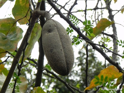 Dolichandra quadrivalvis (Dolichandra quadrivalvis)