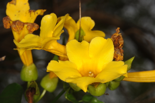 Dolichandra quadrivalvis (Dolichandra quadrivalvis)