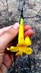 Dolichandra quadrivalvis (Dolichandra quadrivalvis)