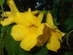 Dolichandra quadrivalvis (Dolichandra quadrivalvis)