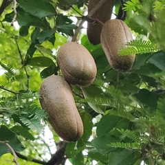 Dolichandra quadrivalvis (Dolichandra quadrivalvis)