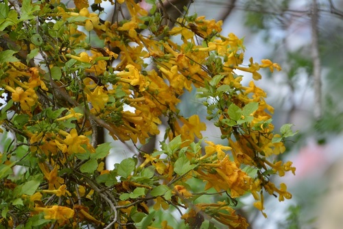Dolichandra quadrivalvis (Dolichandra quadrivalvis)