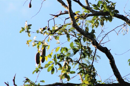 Dolichandra quadrivalvis (Dolichandra quadrivalvis)