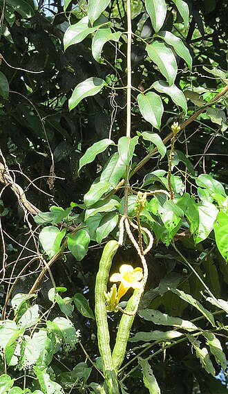 Dolichandra uncata: A high-climbing vine with long beans, widespread in the neotropics, but not common. Photo from near Iguazu, Argentina.