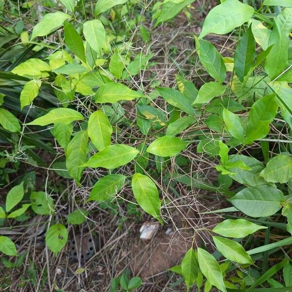 Cat's claw creeper (Dolichandra unguis-cati)