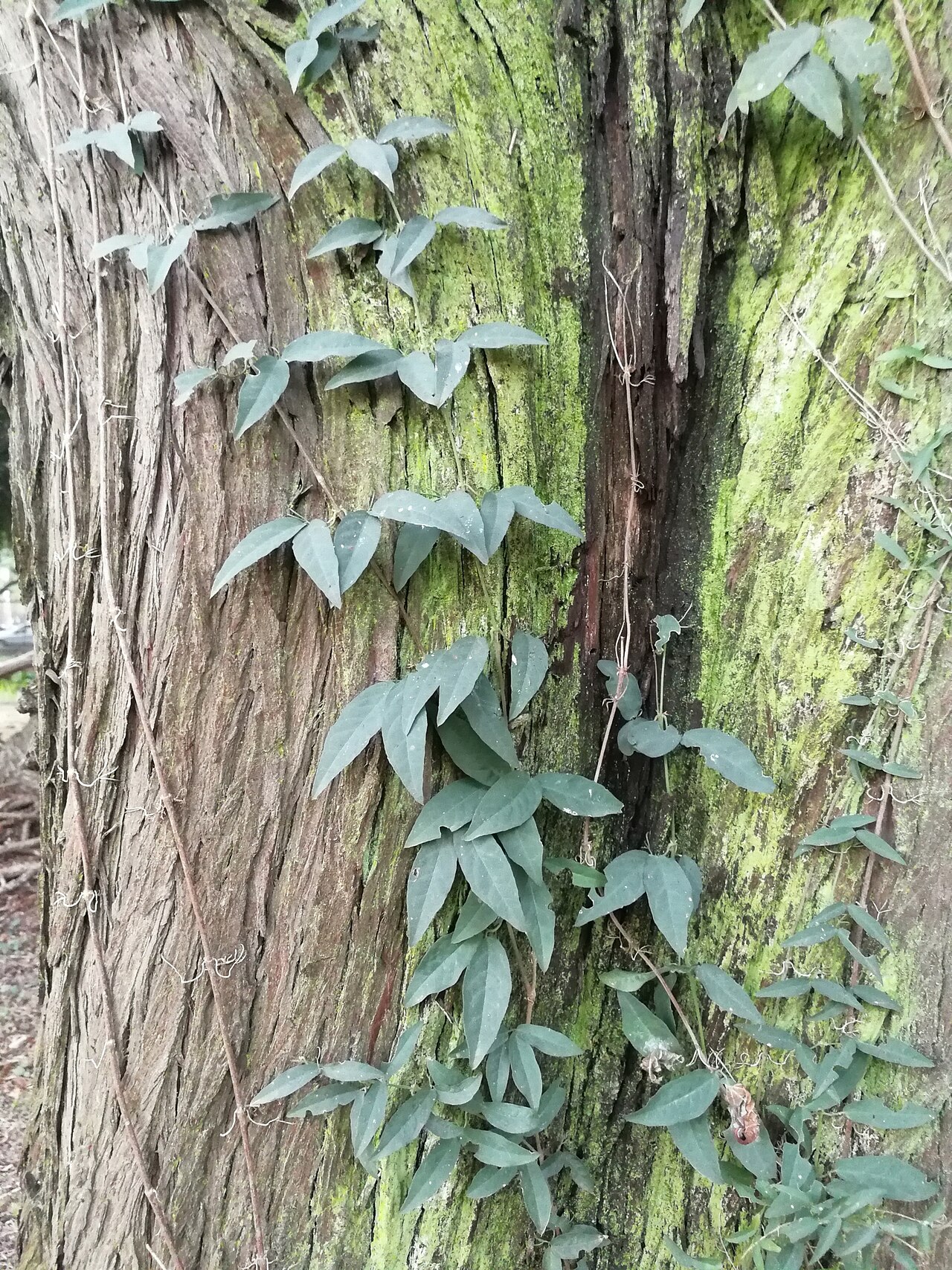 Cat's claw creeper: Catclaw vine