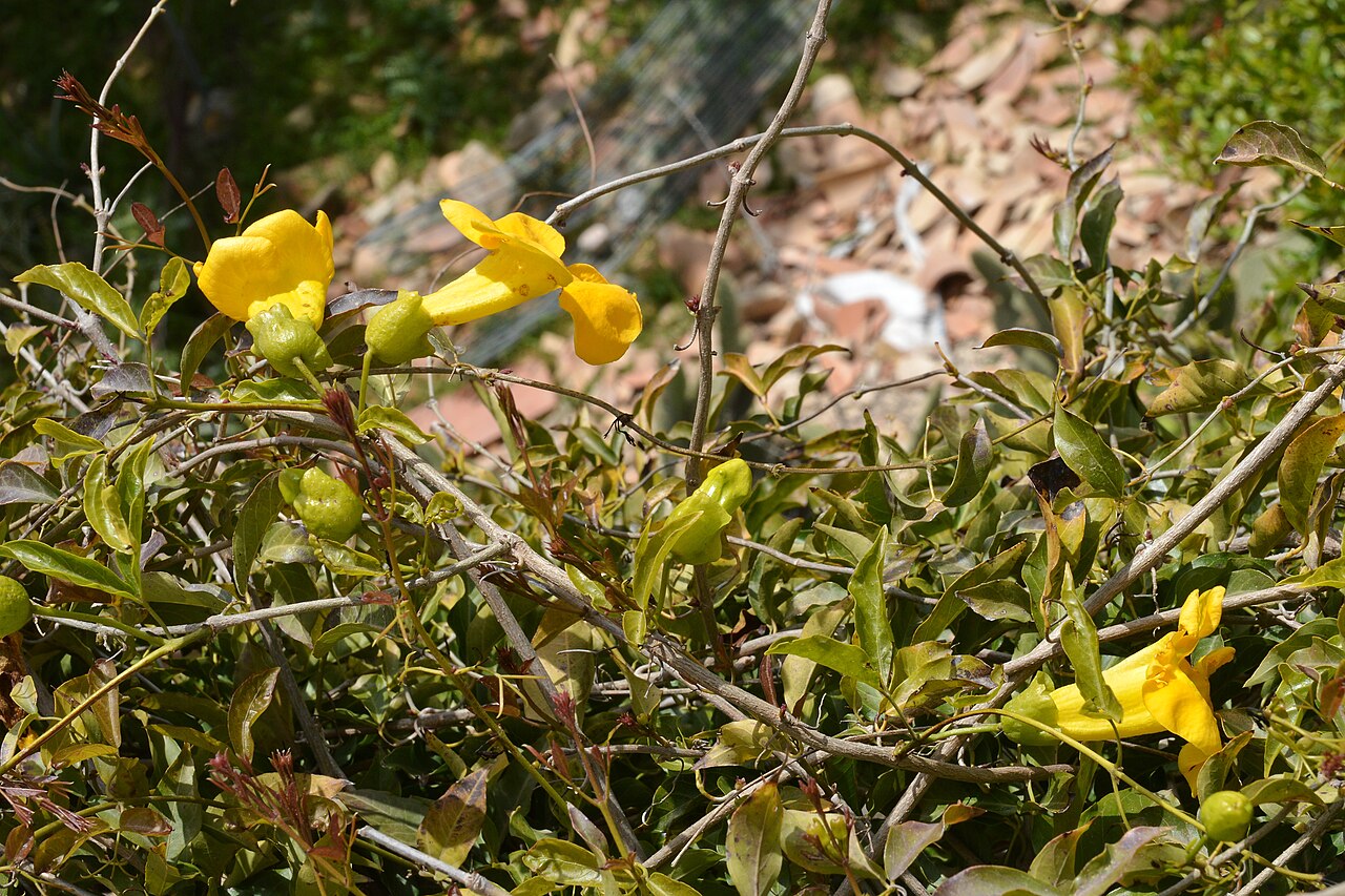 Cat's claw creeper: Catclaw Vine ( Dolichandra unguis-cati ) in Pollença, Spain.