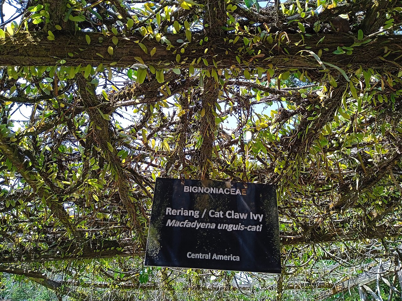 Cat's claw creeper: Dolichandra unguis-cati or Macfadyena unguis-cati at Kepong Botanical Garden, Malaysia