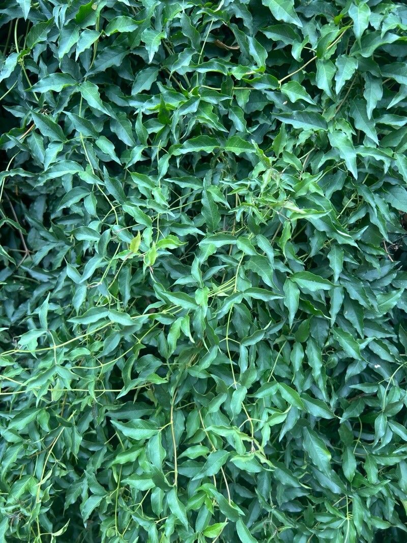 Cat's claw creeper (Dolichandra unguis-cati)