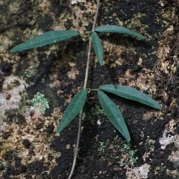 Cat's claw creeper (Dolichandra unguis-cati)