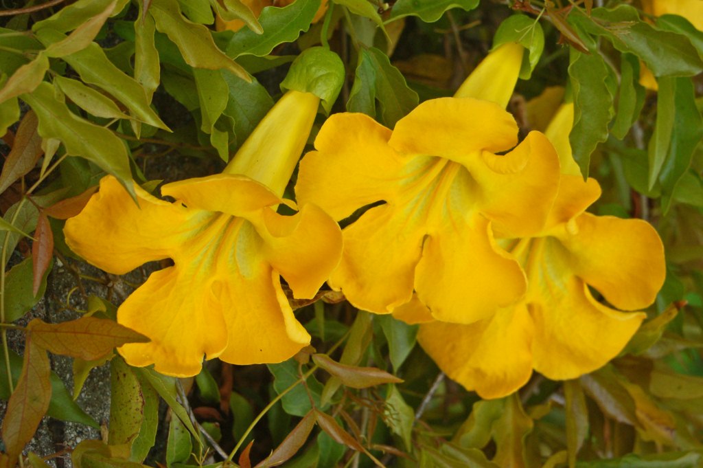 Cat's claw creeper: Dolychandra unguis-cati at the botanical garden of Villa Durazzo-Pallavicini , Genova Pegli