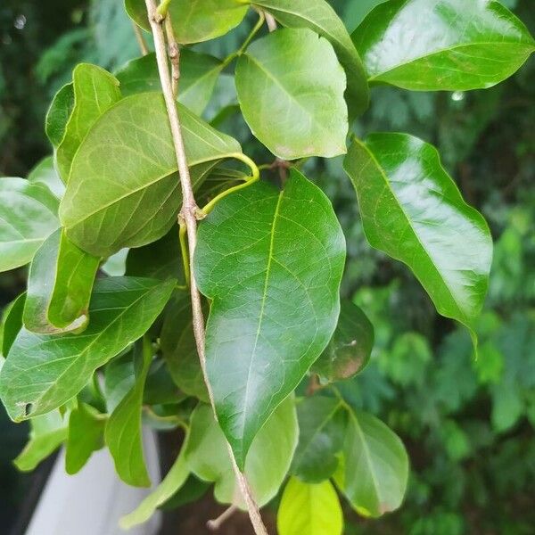Cat's claw creeper (Dolichandra unguis-cati)